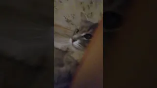 внезапное появление 🙀