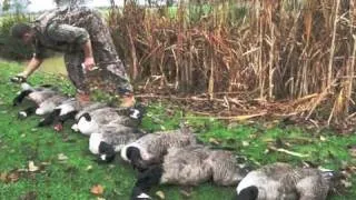 Goose shooting in Kent