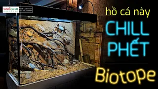 Quá trình setup hồ cá phong cách biotop 1m cực chill - Thuỷ sinh Quới decor