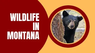 Living with Wildlife in Montana - Lions & Wolves & Bears Oh My!!! #montanaliving #livinginmontana