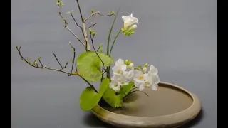 插花藝術-- 很多很多配方，學會這一些一生用不完 4 #chahua #Flower Arrangement - ikebana