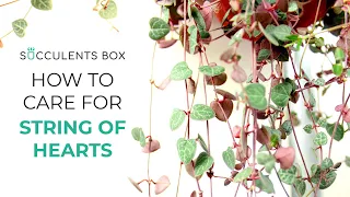 BEST TIPS: HOW TO CARE FOR STRING OF HEARTS | CEROPEGIA WOODII