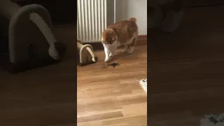 Cat vs huge spider!