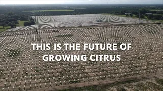 Hundreds of citrus growers using Tree Defender to protect trees from citrus greening