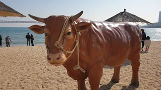 Cow Prank in South Korea(송아지) Part 1