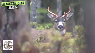 Remote Hunt for Blacktail Deer in Alaska Backcountry