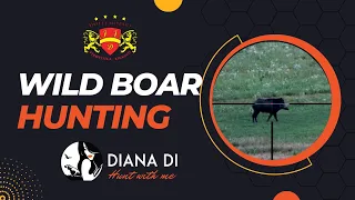 Wild boar hunting - Hunt with me - Mozart Hunt Croatia