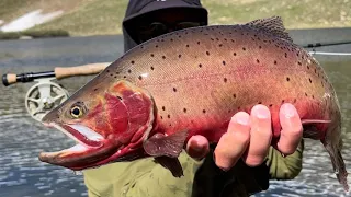 HIKING TO CUTTHROAT - Fly Fishing Colorado's High Alpine in Search For Cutthroat