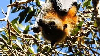 Bats - Flying Foxes Close Up - Nikon P1000 - Centennial Park - Sydney Australia