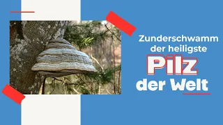 Der Zunderschwamm - Ein Alleskönner für Survival, Gesundheit und Haushalt!