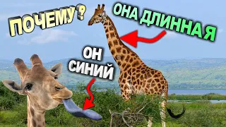 ЖИРАФ. ОТКУДА У ЖИРАФА ДЛИННАЯ ШЕЯ! ПОЧЕМУ ЯЗЫК У ЖИРАФА СИНЕГО ЦВЕТА! ИНТЕРЕСНЫЕ ФАКТЫ О ЖИРАФАХ!