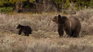 Famous GRIZZLY BEAR #399 returns with CUB in Grand TETON National Park