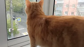 За окном снег 🌨 хлопьями Любуемся 🐱 майской погодой