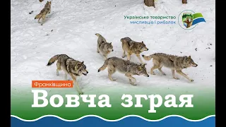 Зграя вовків атакує Франківщину, січень, 2024