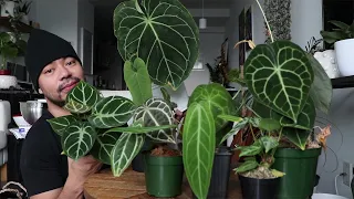 My Anthurium Collection | How To Care For Anthuriums | Rare Houseplants