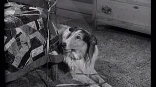 Lassie - Episode 55 - "The Leash" - Season 2, #29 (aired 3/25/1956)