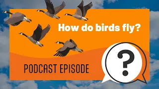 But Why Kids | How do birds fly? | Full Podcast Episode