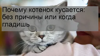 Почему котенок кусается: без причины или когда гладишь