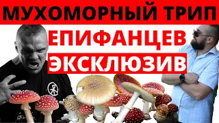 Мухоморный трип Епифанцев| Микродозинг мухомора Епифанцев| Епифанцев о пользе мухомора