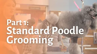 Standard Poodle Grooming Part 1