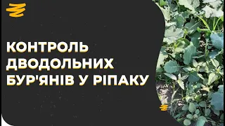 СЛАШ 🤟. КРУТИЙ ГЕРБІЦИД НА РІПАК ПРОТИ ДВОДОЛЬНИХ