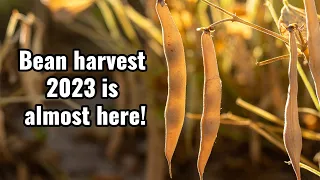 Bean Harvest 2023 Is Almost Here!