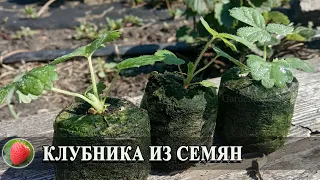 Выращивание клубники из семян Клубника из семян