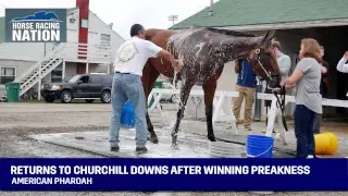 American Pharoah Returns to Churchill Downs After Winning Preakness - Triple Crown Winner