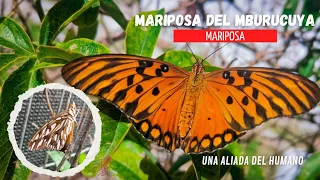 La Mariposa Espejitos | Agraulis Vanillae