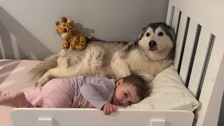 Sassy Baby Argues With Dad About First Night In Big Girl Bed!😭. Refuses To Let Husky Leave!