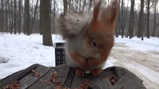 Прибежала знакомая белка / A familiar squirrel came running