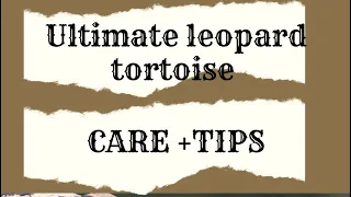 ULTIMATE!!! Leopard tortoise Care + TIPS!!!