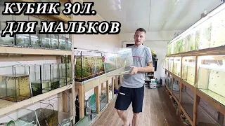 Тернеция сработала! Еще одна роженица! Слил всех мальков в кубик 30 литров!