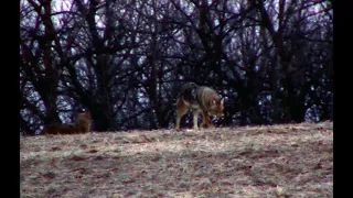 Deer Hunt turned Coyote Hunt