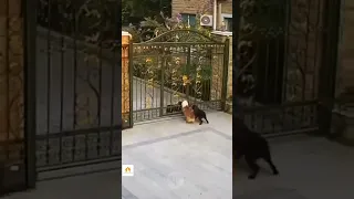 "Gate Betrayal: Hilarious Dog Switches Sides Mid-Battle!"