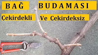 ASMA Nasıl Budanır (Çekirdekli ve Çekirdeksiz)