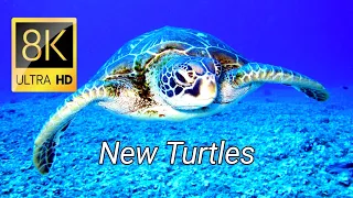 8k Undersea Turtles video ultra hd