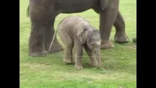 Cute baby elephant's first steps -and steps on his trunk! Adorable! At the Whipsnade Zoo, UK