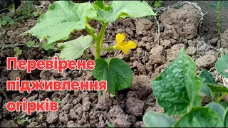 Огірки! Простий органічний метод підживлення.