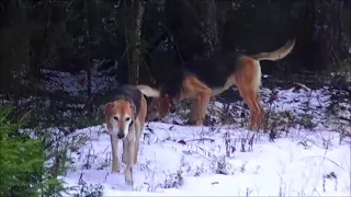 «Охота с гончей - Hunting with the Russian hound .»