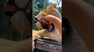 Lion TEETH