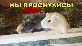 УМНЫЕ ПИТОМЦЫ БУДЯТ ХОЗЯЙКУ. Наше утро! SvinkiShow