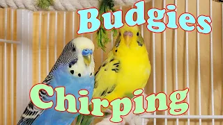 11 Hr Help Quiet Parakeets Sing Playing This, Cute Budgies Chirping. Reduce Stress of lonely Birds