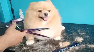 POMERANIAN TRIMMING TRANSFORMATION DOG GROOMING