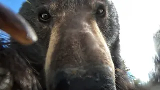 Curious bear finds lost camera and accidentally films his own amusing video