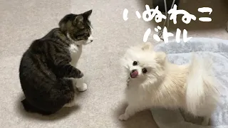 【犬猫】超本気のじゃれ合いバトル 犬に構ってあげる猫 dog and cat play with each together