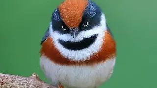 LAS 6 AVES CON LOS CANTOS MAS HERMOSOS