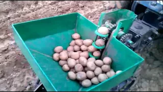 Посадка картошки сажалкой на перепаханном с осени огороде
