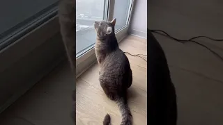 Что делать, чтобы кот не скучал один дома 😺 #shorts #кот #котики #кошки