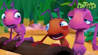 Skinny Dipper | 😄🐜| Antiks Adventures - Joey and Boo's Playtime